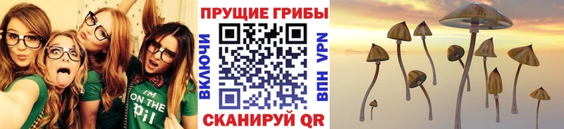 цены наркотик  KRAKEN ССЫЛКА  Псилоцибиновые грибы Cubensis  Новотитаровская 